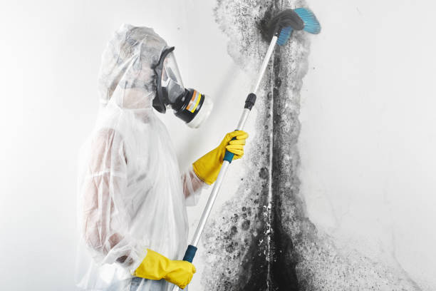 Best Mold Remediation for Healthcare Facilities  in Mount Rainier, MD