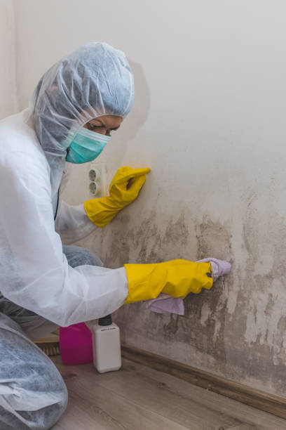 Best Mold Prevention Services  in Mount Rainier, MD