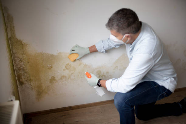Best Mold Removal for HVAC Installations  in Mount Rainier, MD