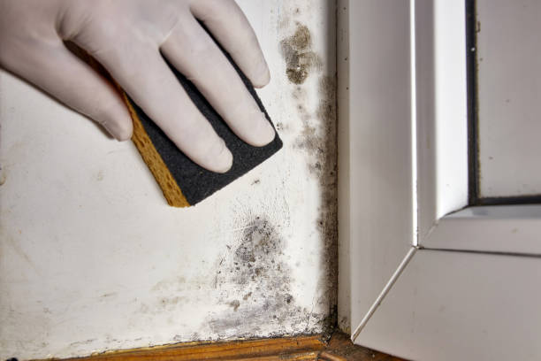 Best Comprehensive Air Testing for Mold Contaminants  in Mount Rainier, MD