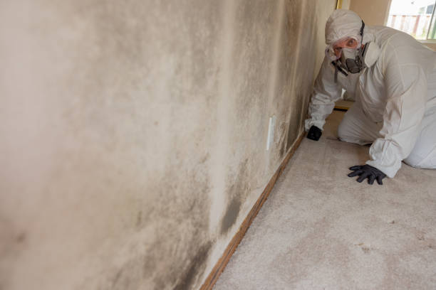 Best Attic Mold Removal  in Mount Rainier, MD